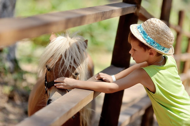 Ребенок гладит пони в зоопарке