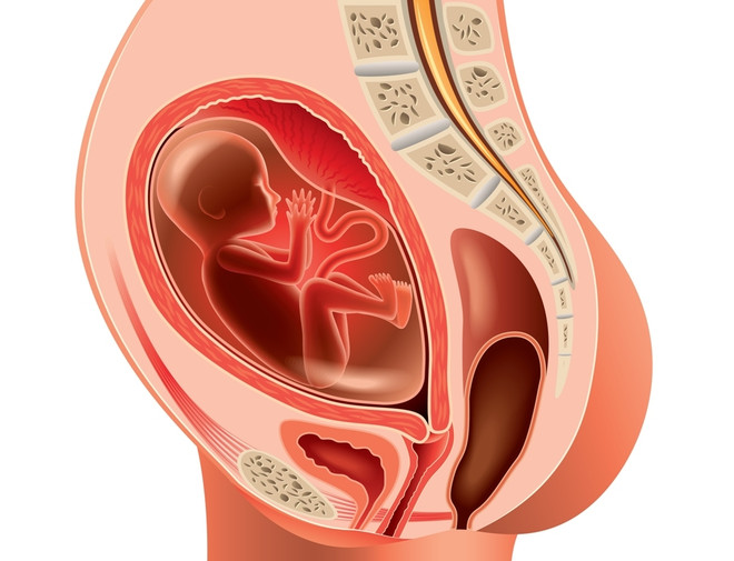 Как смещаются органы во время беременности
