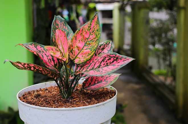 Аглаонема (лат. Aglaonema)