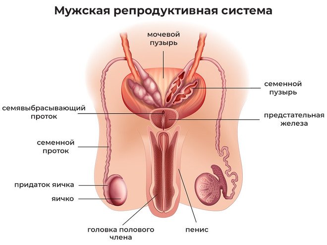 мужская репродуктивная система
