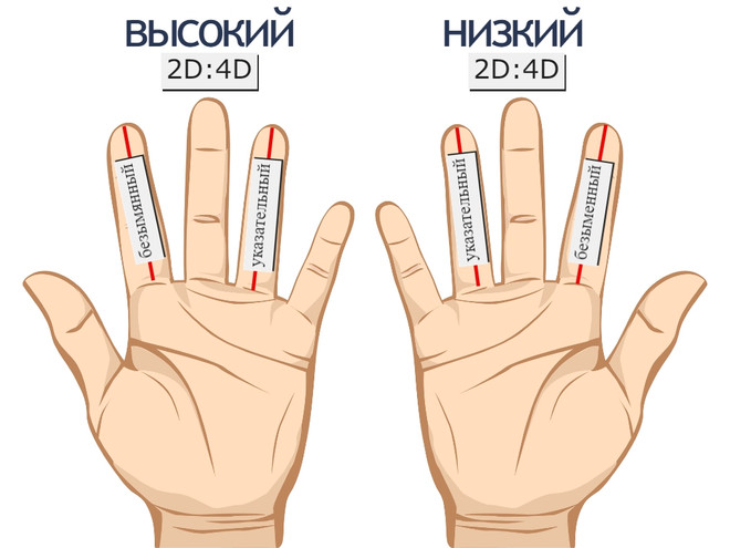 Салат или мясо: ученые объяснили, как длина пальцев на руке влияет на пищевые пристрастия