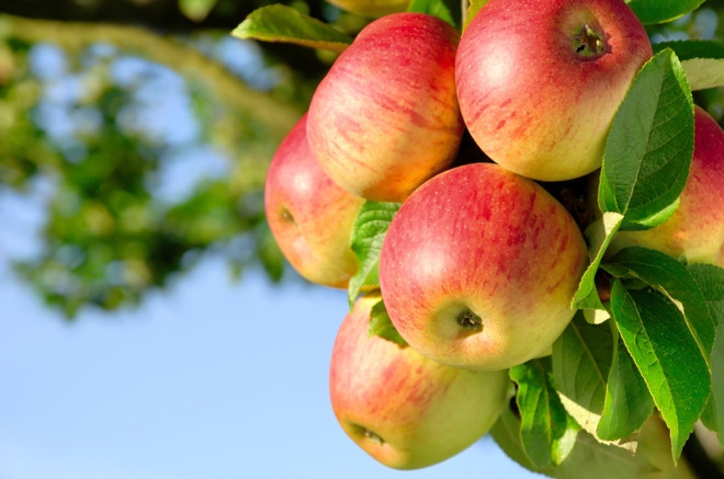 Какие полезные вещества содержатся в яблоках