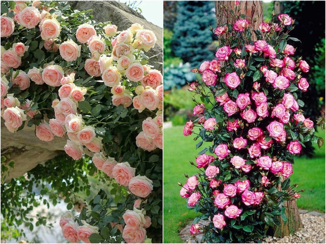 Розы-клаймберы – Пьер де Ронсар и Хендель