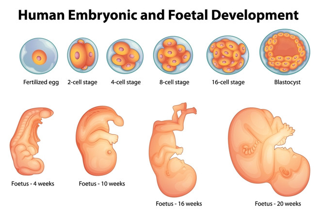 критические периоды развития плода эмбриона