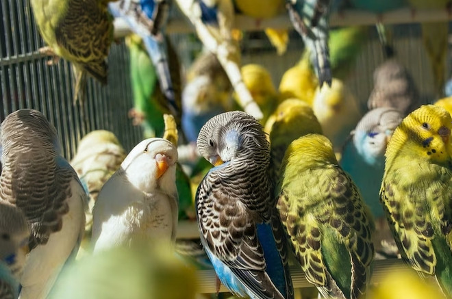 Топ-10 причин гибели попугаев в неволе