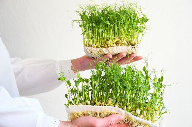 Микрозелень - как выращивать