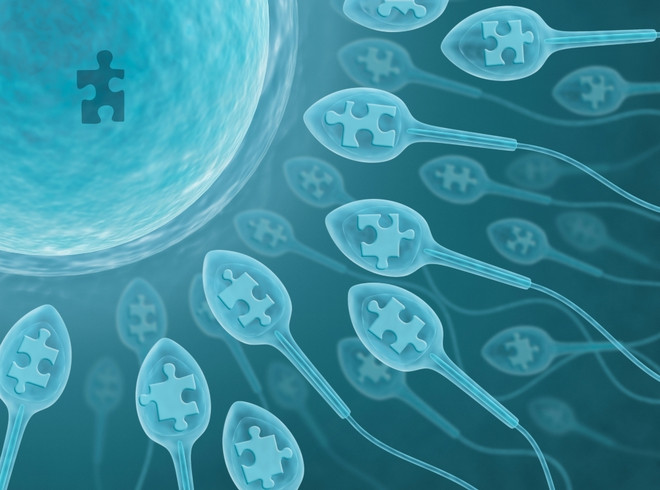 Особенности строения и функции сперматозоидов