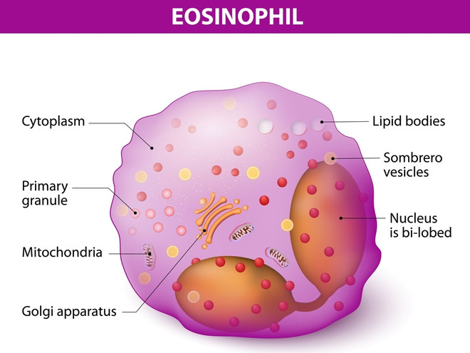 повышены эозинофилы в крови