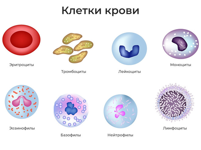 клетки крови лейкоциты