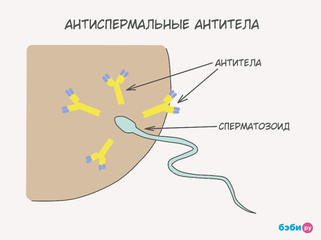 антиспермальные антитела