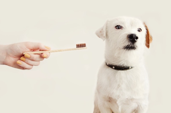 Как приучить собаку к чистке зубов
