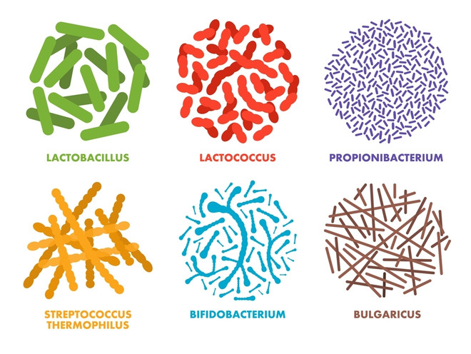 Типы полезных микроорганизмов в кишечнике