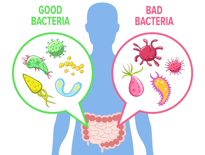 Плохие и хорошие бактерии в кишечнике человека