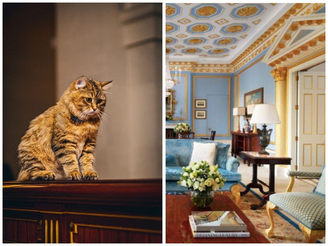 Соседка королевы? Сибирская кошка живет в роскошном отеле за 3,5 млн рублей в день