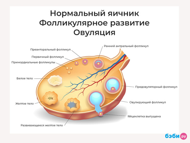 яцеклетка оплодотворение