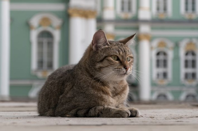 Коты - обитатели Зимнего дворца