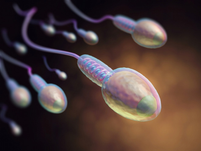 Путь сперматозоида к яйцеклетке и цикл жизни