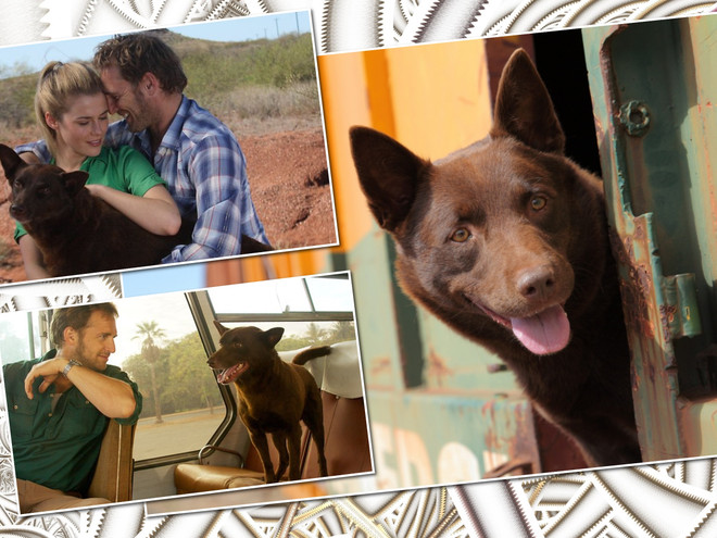 Самые верные друзья: лучшие фильмы о том, как животные спасают людей