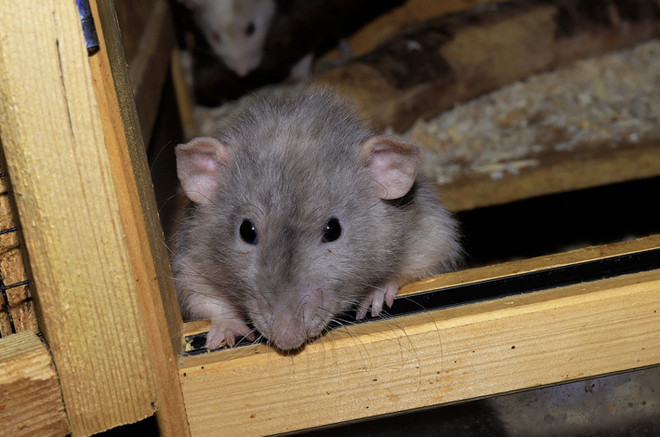 Признаки появления мышей в доме