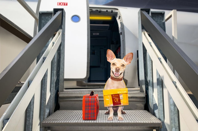 документы для перевозки животного в самолете