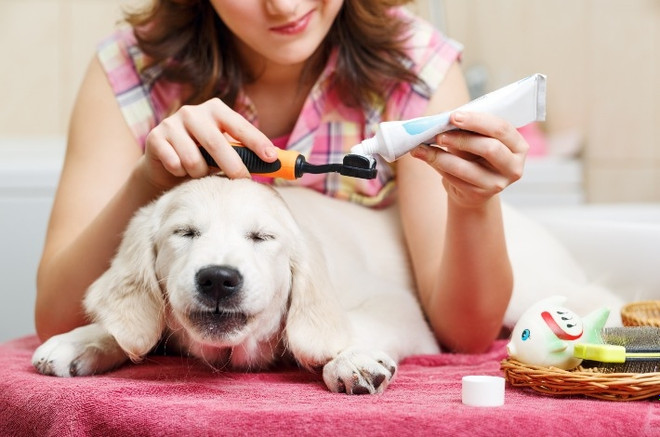 Как часто нужно чистить зубы собаке
