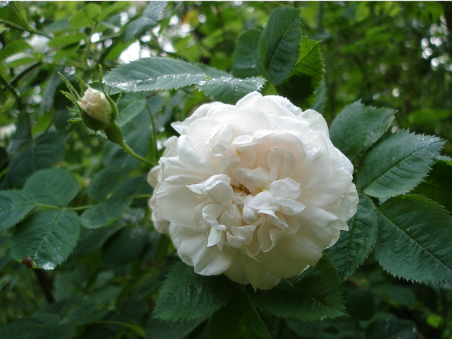 Парковые розы сорта «Альба Максима»