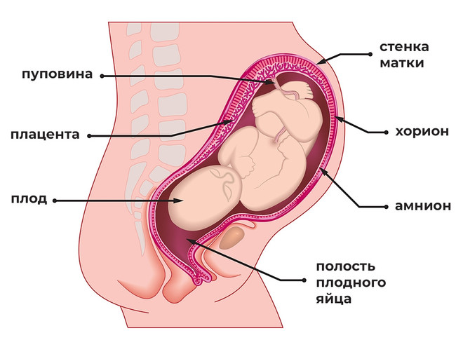 проблемы с гемостазом свертываемостью крови во время беременности