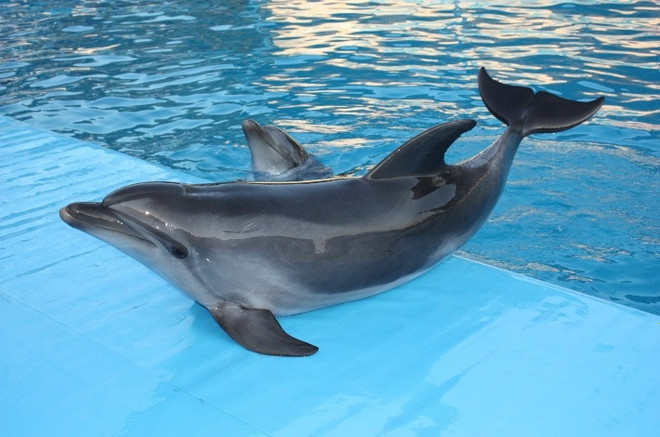Дельфинарий в Кисловодске