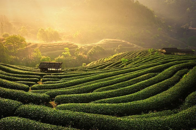 География выращивания чая