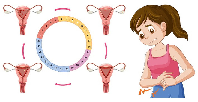 Менструальный цикл