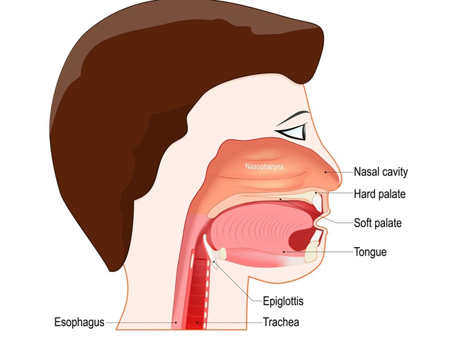 эндоскопия носоглотки