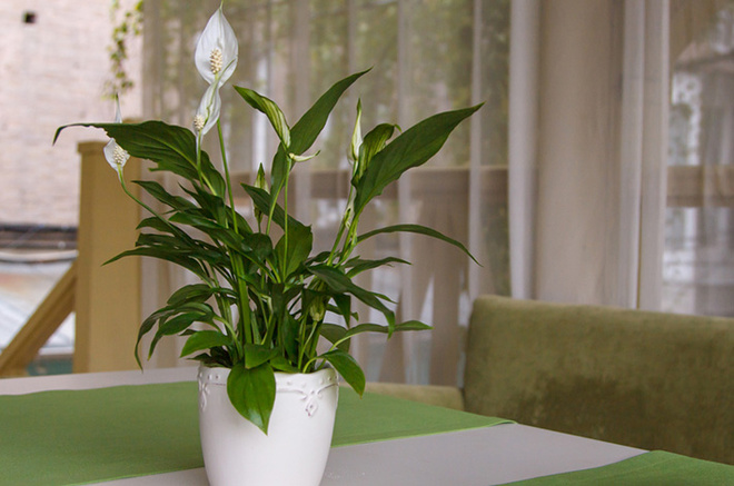 Спатифиллум (лат. Spathiphyllum)