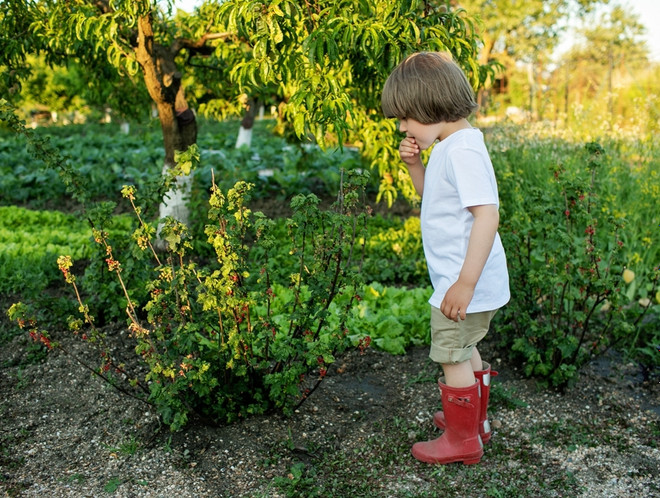Как ребенок может отравиться ядовитыми растениями