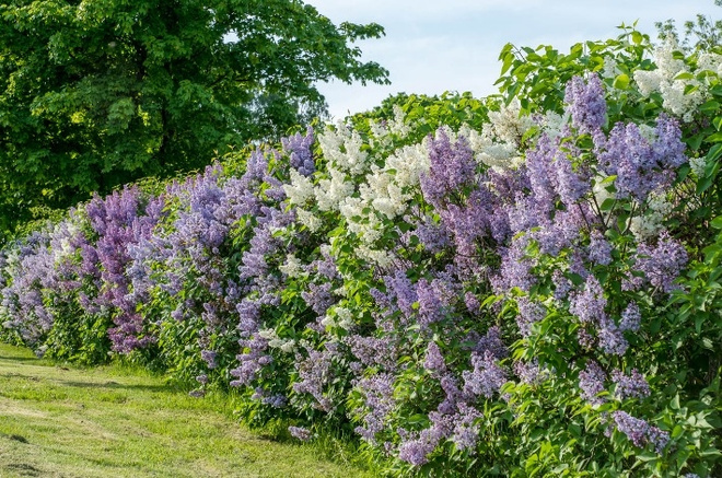 Сирень