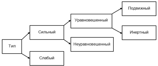 Виды нервной деятельности и темперамент по теории И.П. Павлова