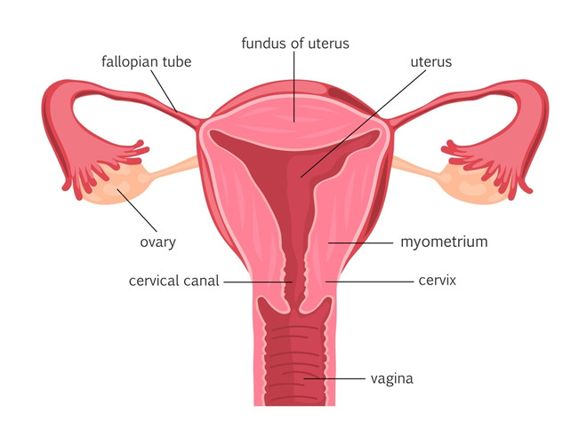 гипофункция яичников у женщин лечение