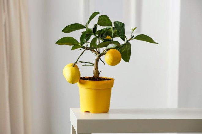Вырастить лимон в домашних условиях