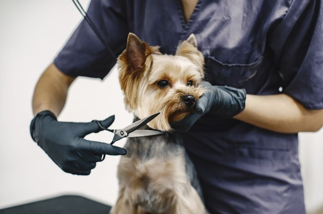  Одной из наиболее распространённых причин, по которой у собаки или кошки плохая шерсть, является недостаточное расчёсывание