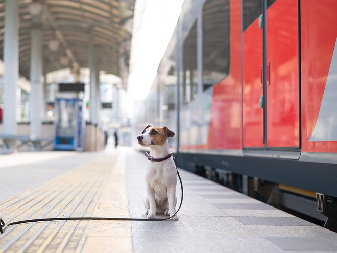 Как перевозить собаку на поезде