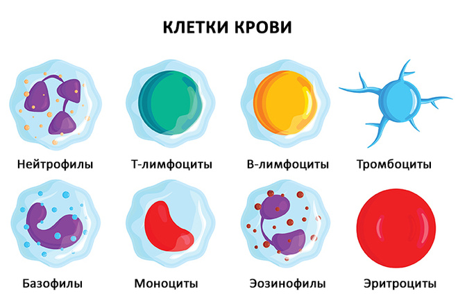 Клетки крови