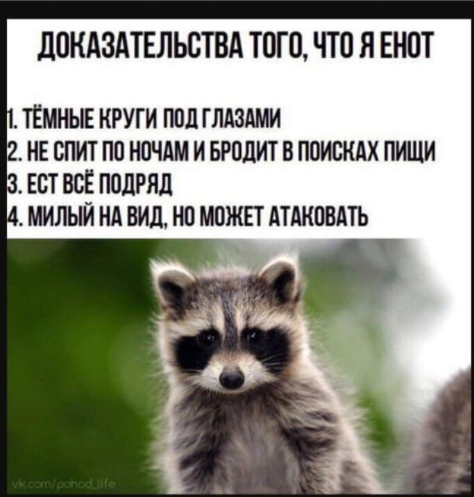 Учебный год начался. Кто уже енот?