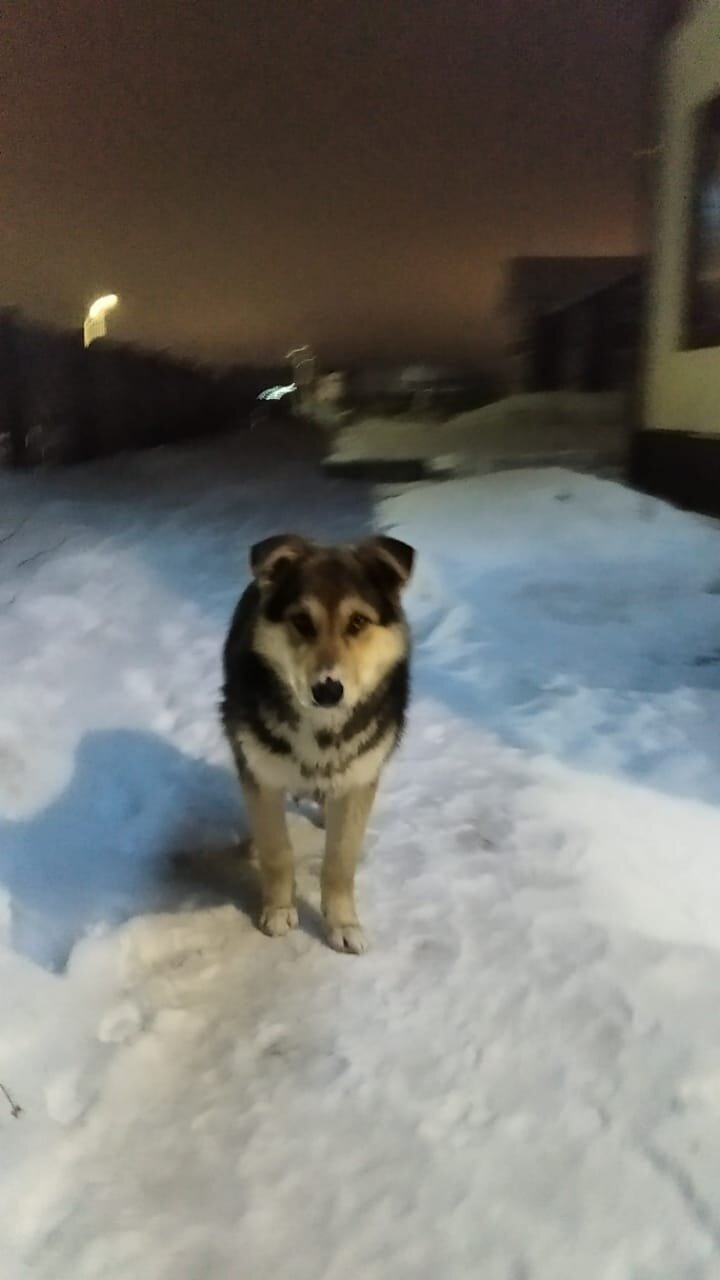 Про щенка