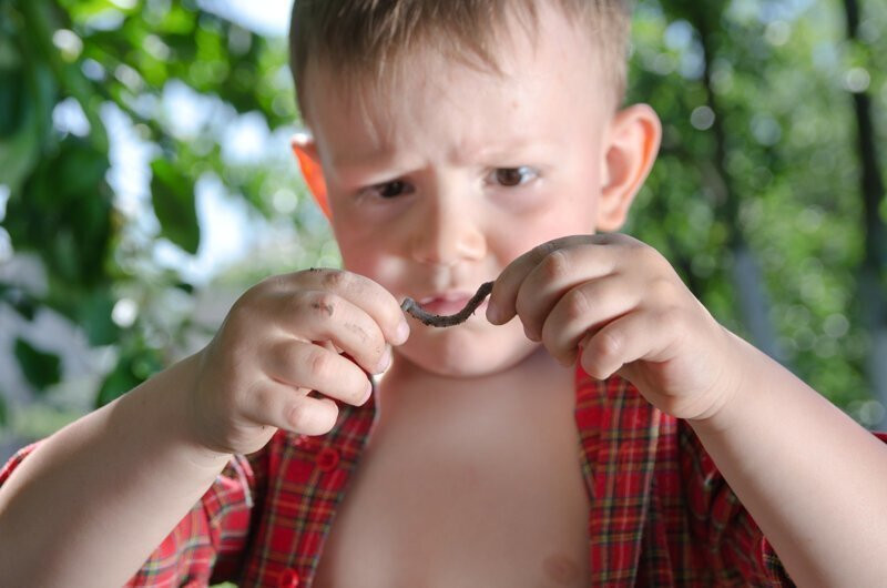 Заморить червячка: российский врач понимает решение британцев кормить своих детей насекомыми