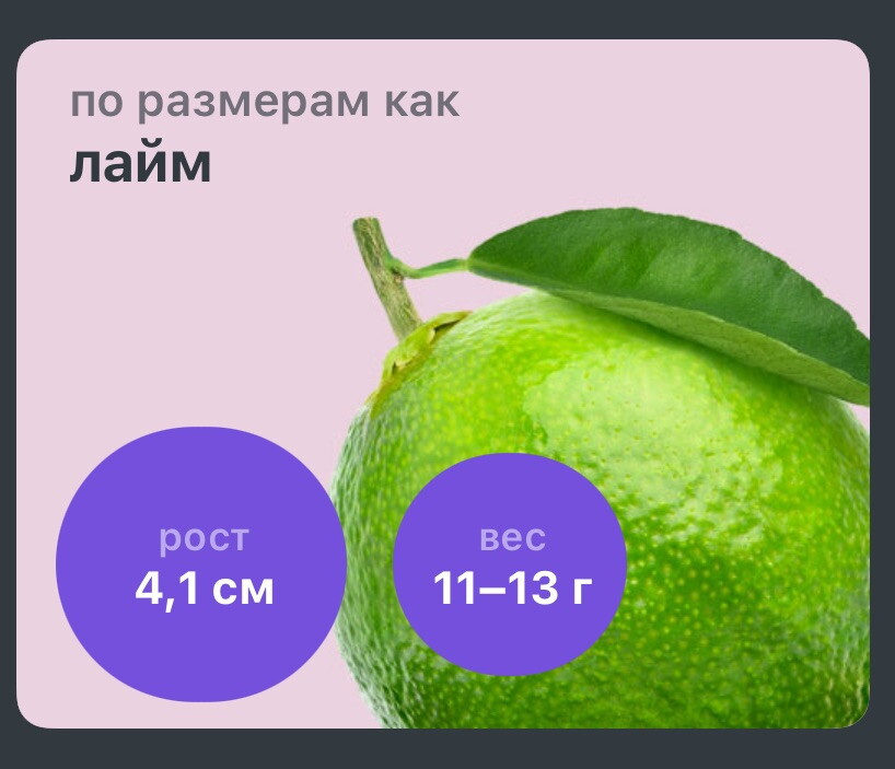 11 неделек)
