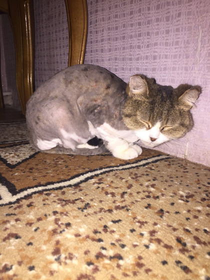 У кого есть кошки ?