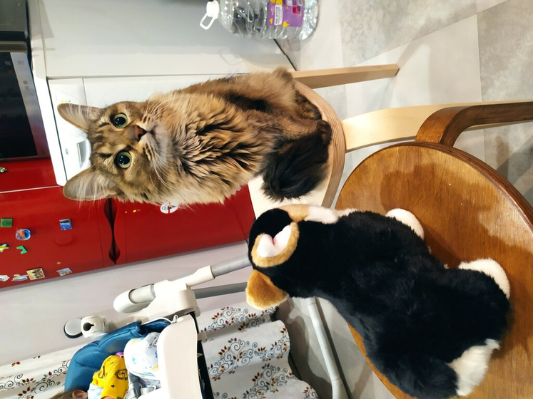 Психология кошек