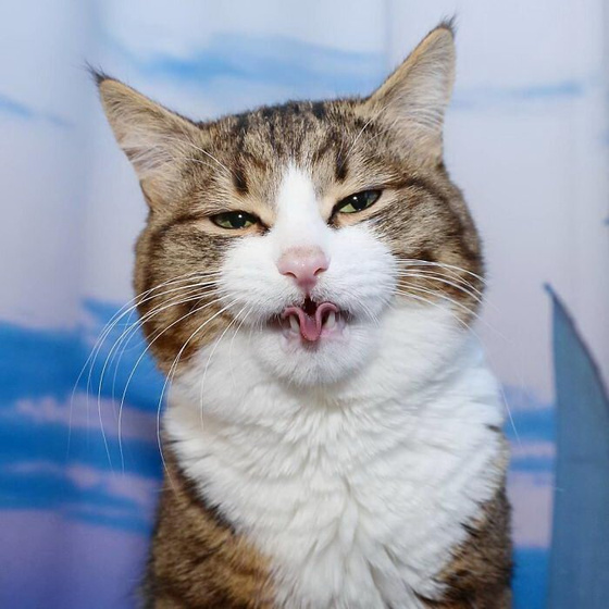 Кото-пятница))) Много мими-фото котиков