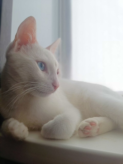 Кровит у кота