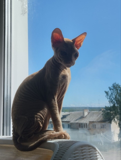 Котёнок