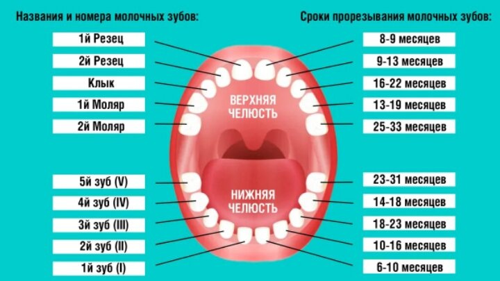 6 зуб?????